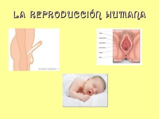 LA REPRODUCCIÓN HUMANA
 