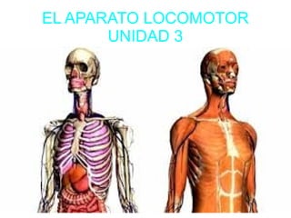 EL APARATO LOCOMOTOR
       UNIDAD 3
 
