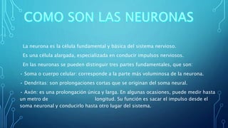 La neurona es la célula fundamental y básica del sistema nervioso. 
Es una célula alargada, especializada en conducir impulsos nerviosos. 
En las neuronas se pueden distinguir tres partes fundamentales, que son: 
• Soma o cuerpo celular: corresponde a la parte más voluminosa de la neurona. 
• Dendritas: son prolongaciones cortas que se originan del soma neural. 
• Axón: es una prolongación única y larga. En algunas ocasiones, puede medir hasta 
un metro de longitud. Su función es sacar el impulso desde el 
soma neuronal y conducirlo hasta otro lugar del sistema. 
 