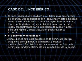 CASO DEL LINCE IBÉRICO.
  El lince ibérico (Lynx pardina) es el felino más amenazado
   del mundo. Sus poblaciones son pequeñas y están aisladas
   como consecuencia de las continuas agresiones humanas,
   tanto por la destrucción de su hábitat como por su caza
   ilegal, especialmente por la utilización de cepos y lazos.
   Sólo una rápida y eficaz actuación podrá evitar su
   extinción.
  6.1 ¿Dónde vive el lince?
  El lince ibérico sólo está presente en la Península Ibérica,
   ocupando principalmente el matorral y bosque
   mediterráneo. Su distribución ocupa menos del 5% de la
   península, fundamentalmente en la mitad sur de la misma.
 