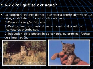    6.2 ¿Por qué se extingue?

   La extinción del lince ibérico, que podría ocurrir dentro de 10
    años, es debida a tres principales razones:
    1-Caza masiva y/o atropellos.
    2-Destrucción de su hábitat por el hombre al construir
     carreteras o embalses.
    3-Reducción de la población de conejos, su principal fuente
    de alimentación.
 