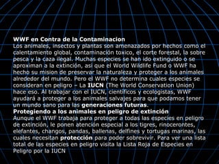WWF en Contra de la Contaminacion
Los animales, insectos y plantas son amenazados por hechos como el
calentamiento global, contaminación toxico, el corte forestal, la sobre
pesca y la caza ilegal. Muchas especies se han ido extinguido o se
aproximan a la extinción, asi que el World Wildlife Fund o WWF ha
hecho su mision de preservar la naturaleza y proteger a los animales
alrededor del mundo. Pero el WWF no determina cuales especies se
consideran en peligro – La IUCN (The World Conservation Union)
hace eso. Al trabajar con el IUCN, científicos y ecologistas, WWF
ayudará a proteger a los animales salvajes para que podamos tener
un mundo sano para las generaciones futuras.
Protegiendo a los animales en peligro de extinción
Aunque el WWF trabaja para proteger a todas las especies en peligro
de extinción, le ponen atención especial a los tigres, rinocerontes,
elefantes, changos, pandas, ballenas, delfines y tortugas marinas, las
cuales necesitan protección para poder sobrevivir. Para ver una lista
total de las especies en peligro visita la Lista Roja de Especies en
Peligro por la IUCN
 