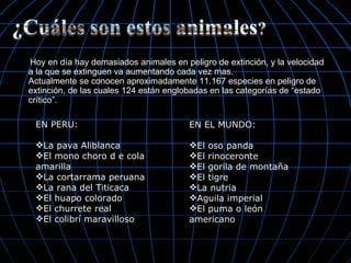 Hoy en día hay demasiados animales en peligro de extinción, y la velocidad
a la que se extinguen va aumentando cada vez mas.
Actualmente se conocen aproximadamente 11.167 especies en peligro de
extinción, de las cuales 124 están englobadas en las categorías de “estado
crítico”.

 EN PERU:                               EN EL MUNDO:

 La pava Aliblanca                     El oso panda
 El mono choro d e cola                El rinoceronte
 amarilla                               El gorila de montaña
 La cortarrama peruana                 El tigre
 La rana del Titicaca                  La nutria
 El huapo colorado                     Aguila imperial
 El churrete real                      El puma o león
 El colibrí maravilloso                americano
 