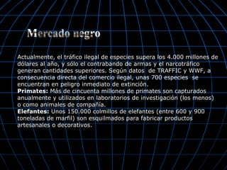 Actualmente, el tráfico ilegal de especies supera los 4.000 millones de
dólares al año, y sólo el contrabando de armas y el narcotráfico
generan cantidades superiores. Según datos de TRAFFIC y WWF, a
consecuencia directa del comercio ilegal, unas 700 especies se
encuentran en peligro inmediato de extinción.
Primates: Más de cincuenta millones de primates son capturados
anualmente y utilizados en laboratorios de investigación (los menos)
o como animales de compañía.
Elefantes: Unos 150.000 colmillos de elefantes (entre 600 y 900
toneladas de marfil) son esquilmados para fabricar productos
artesanales o decorativos.
 
