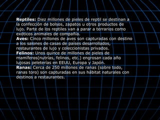 Reptiles: Diez millones de pieles de reptil se destinan a
la confección de bolsos, zapatos u otros productos de
lujo. Parte de los reptiles van a parar a terrarios como
exóticos animales de compañía.
Aves: Cinco millones de aves son capturadas con destino
a los salones de casas de países desarrollados,
restaurantes de lujo y coleccionistas privados.
Felinos: Unos quince de millones de pieles de
mamíferos(nutrías, felinos, etc.) engrosan cada año
lujosas peleterías en EEUU, Europa y Japón.
Ranas: Cerca de 250 millones de ranas (sobre todo,
ranas toro) son capturadas en sus hábitat naturales con
destinos a restaurantes.
 