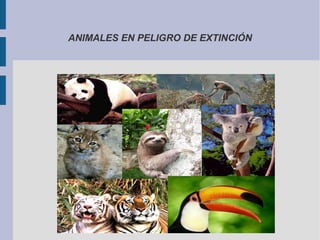 ANIMALES EN PELIGRO DE EXTINCIÓN 
 