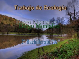 Trabajo de Ecología Diego Montalvo 2º Bachillerato &quot;A&quot; 