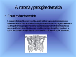 Anatomía y patologías de espalda Estructura ósea de la espalda . La parte central de la espalda es la columna vertebral, especialmente la zona que va desde la parte superior de las vértebras torácicas hasta el interior de las vértebras lumbares que contienen la médula espinal y que generalmente tiene una curvatura que da forma a la parte posterior. El costillar se extiende desde la espina dorsal hasta la parte superior de la espalda, más de la mitad de la espalda deja un área sin protección entre el interior de las costillas y las caderas. La anchura de la parte posterior de la espalda está definida por los omóplatos, los huesos amplios y planos de los hombros.  