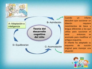 Teoría del
desarrollo
cognitivo
del niño
A- Adaptación e
inteligencia
B- Asimilación
C- Acomodación
D- Equilibrarían
Cuando un infante
descubre que succionar un
biberón requiere
movimientos de boca y
lengua diferentes a los que
utiliza para succionar el
seno , entonces se
acomoda para modificar el
antiguo esquema.
El infante ha adaptado su
esquema de succión
original para manejar una
situación.
 