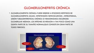 GLOMERULONEFRITIS CRÓNICA
• GLOMERULONEFRITIS CRÓNICA PUEDE DEBERSE A EPISODIOS REPETIDOS DE
GLOMERULONEFRITIS AGUDA. HIPERTENSIÓN NEFROSCLEROSIS , HIPERLIPIDEMIA,
LESIÓN TUBULOINTERSTICIAL CRÓNICA O HEMODINÁMICA ESCLEROSIS
GLOMERULAR MEDIADA. LOS RIÑONES SE REDUCEN A TAN POCO COMO UNA
QUINTA PARTE DE SU TAMAÑO NORMAL(QUE CONSISTE EN GRAN PARTE DE
TEJIDO FIBROSO)
 