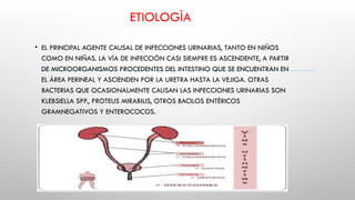 ETIOLOGÌA
• EL PRINCIPAL AGENTE CAUSAL DE INFECCIONES URINARIAS, TANTO EN NIÑOS
COMO EN NIÑAS. LA VÍA DE INFECCIÓN CASI SIEMPRE ES ASCENDENTE, A PARTIR
DE MICROORGANISMOS PROCEDENTES DEL INTESTINO QUE SE ENCUENTRAN EN
EL ÁREA PERINEAL Y ASCIENDEN POR LA URETRA HASTA LA VEJIGA. OTRAS
BACTERIAS QUE OCASIONALMENTE CAUSAN LAS INFECCIONES URINARIAS SON
KLEBSIELLA SPP., PROTEUS MIRABILIS, OTROS BACILOS ENTÉRICOS
GRAMNEGATIVOS Y ENTEROCOCOS.
 
