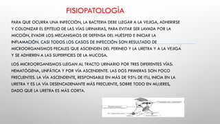 FISIOPATOLOGÌA
PARA QUE OCURRA UNA INFECCIÓN, LA BACTERIA DEBE LLEGAR A LA VEJIGA, ADHERIRSE
Y COLONIZAR EL EPITELIO DE LAS VÍAS URINARIAS, PARA EVITAR SER LAVADA POR LA
MICCIÓN, EVADIR LOS MECANISMOS DE DEFENSA DEL HUÉSPED E INICIAR LA
INFLAMACIÓN. CASI TODOS LOS CASOS DE INFECCIÓN SON RESULTADO DE
MICROORGANISMOS FECALES QUE ASCIENDEN DEL PERINEO Y LA URETRA Y A LA VEJIGA
Y SE ADHIEREN A LAS SUPERFICIES DE LA MUCOSA.
LOS MICROORGANISMOS LLEGAN AL TRACTO URINARIO POR TRES DIFERENTES VÍAS:
HEMATÓGENA, LINFÁTICA Y POR VÍA ASCENDENTE. LAS DOS PRIMERAS SON POCO
FRECUENTES. LA VÍA ASCENDENTE, RESPONSABLE EN MÁS DE 95% DE ITU, INICIA EN LA
URETRA Y ES LA VÍA DESENCADENANTE MÁS FRECUENTE, SOBRE TODO EN MUJERES,
DADO QUE LA URETRA ES MÁS CORTA.
 