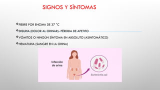SIGNOS Y SÌNTOMAS
FIEBRE POR ENCIMA DE 37 °C
DISURIA (DOLOR AL ORINAR)- PÉRDIDA DE APETITO
VÓMITOS O NINGÚN SÍNTOMA EN ABSOLUTO (ASINTOMÁTICO)
HEMATURIA (SANGRE EN LA ORINA)
 