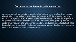 Concepto de la crianza de gallina ponedora:
La crianza de gallinas ponedoras permite a las mujeres tener una fuente de ingreso y
alimento diario, una gallina producirá aproximadamente 18 docenas de huevos al
año, aunque algunas razas de gallina producen más huevos que otra. La mayoría de
las gallinas comienzan a poner huevos a los 4 meses de edad, pero algunas les
puede tomar hasta un año. Las gallinas ponedoras producen huevos hasta los 6 años
de edad y luego la producción de huevos se reducirá a uno o dos huevos a la semana
hasta que la hembra alcanza su adolescencia.
 