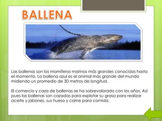 Las ballenas son los mamíferos marinos más grandes conocidos hasta
el momento. La ballena azul es el animal más grande del mundo
midiendo un promedio de 30 metros de longitud.
El comercio y caza de ballenas se ha sobrevalorado con los años. Así
pues las ballenas son cazadas para explotar su grasa para realizar
aceite y jabones, sus hueso y carne para comida.
 