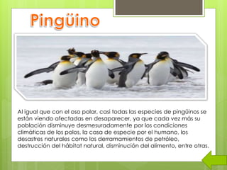 Al igual que con el oso polar, casi todas las especies de pingüinos se
están viendo afectadas en desaparecer, ya que cada vez más su
población disminuye desmesuradamente por los condiciones
climáticas de los polos, la casa de especie por el humano, los
desastres naturales como los derramamientos de petróleo,
destrucción del hábitat natural, disminución del alimento, entre otras.
 