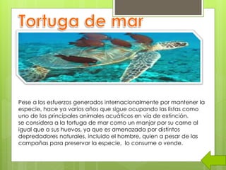 Pese a los esfuerzos generados internacionalmente por mantener la
especie, hace ya varios años que sigue ocupando las listas como
uno de los principales animales acuáticos en vía de extinción.
se considera a la tortuga de mar como un manjar por su carne al
igual que a sus huevos, ya que es amenazada por distintos
depredadores naturales, incluido el hombre, quien a pesar de las
campañas para preservar la especie, lo consume o vende.
 