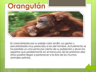 Es caracterizado por su pelaje color arcilla, sus gestos y
peculiaridades muy parecidos a las del hombre. Actualmente se
ha perdido un cincuenta por ciento de su población y dicen los
expertos que posiblemente en el transcurso de los próximos diez
años podrían llegar a pertenecer a la lista de los muchos
animales extintos.
 