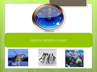 Cual de las siguientes es un coral
 