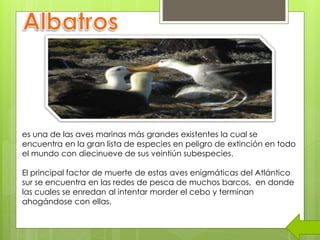 es una de las aves marinas más grandes existentes la cual se
encuentra en la gran lista de especies en peligro de extinción en todo
el mundo con diecinueve de sus veintiún subespecies.
El principal factor de muerte de estas aves enigmáticas del Atlántico
sur se encuentra en las redes de pesca de muchos barcos, en donde
las cuales se enredan al intentar morder el cebo y terminan
ahogándose con ellas.
 
