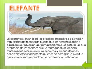 Los elefantes son unos de las especies en peligro de extinción
más difíciles de recuperar, puesto que las hembras llegan a
edad de reproducción aproximadamente a los catorce años a
diferencia de los machos que se reproducen en edades
maduras que oscilan entre los cuarenta y cincuenta años,
donde desafortunadamente muchos no alcanzan la plenitud
pues son asesinados cruelmente por la mano del hombre
 