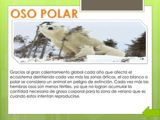 Gracias al gran calentamiento global cada año que afecta el
ecosistema derritiendo cada vez más las zonas árticas, el oso blanco o
polar se considera un animal en peligro de extinción. Cada vez más las
hembras osos son menos fértiles, ya que no logran acumular la
cantidad necesaria de grasa corporal para la zona de verano que es
cuando estos intentan reproducirse.
 