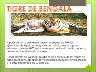 A partir del XX se decía que habían alrededor de 100.000
ejemplares de tigres de bengala en el mundo. Hoy se supone
existen no más de 5.000 ejemplares, esto hablando desde maneras
desproporcionadamente positivas.
El más grande de los ancestros del mundo antiguo de los felinos de
hace dos millones de años, se ve afectado por su existencia gracias
a la casa exagerada de su especie.
 