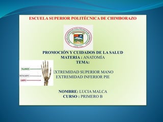ESCUELA SUPERIOR POLITÉCNICA DE CHIMBORAZO
PROMOCIÓN Y CUIDADOS DE LA SALUD
MATERIA : ANATOMÍA
TEMA:
EXTREMIDAD SUPERIOR MANO
EXTREMIDAD INFERIOR PIE
NOMBRE: LUCIA MALCA
CURSO : PRIMERO B
 