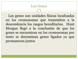 Los GenesLos genes son unidades físicas localizadas en los cromosomas que transmiten a la descendencia los rasgos hereditarios. Hunt Morgan llegó a la conclusión de que los genes se encuentran en los cromosomas por tanto se denominan genes ligados ya que permanecen juntos