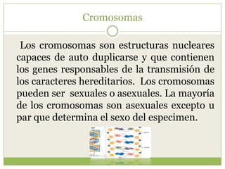 CromosomasLos cromosomas son estructuras nucleares capaces de auto duplicarse y que contienen los genes responsables de la transmisión de los caracteres hereditarios. Los cromosomas pueden ser sexuales o asexuales. La mayoría de los cromosomas son asexuales excepto u par que determina el sexo del especimen.