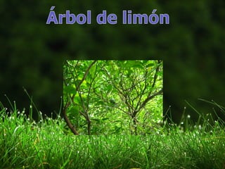 Trabajo de fauna y flora 