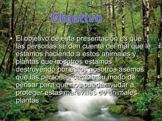 • El objetivo de esta presentación es que
 las personas se den cuenta del mal que le
 estamos haciendo a estos animales y
 plantas que nosotros estamos
 destruyendo por estos nosotros asemos
 que las personas cambie su modo de
 pensar para que nos pueda ayudar a
 proteger estas maravillas de animales
 plantas
 