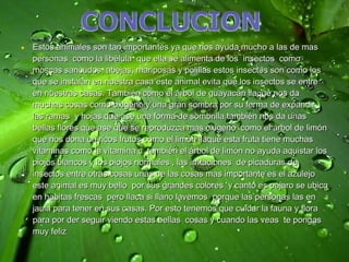• Estos animales son tan importantes ya que nos ayuda mucho a las de mas
  personas como la libélula que ella se alimenta de los insectos como
  moscas sancudos, abejas, mariposas y polillas estos insectos son como los
  que se instalan en nuestra casa este animal evita que los insectos se entre
  en nuestras casas. También como el árbol de guayacán llaqué nos da
  muchas cosas como oxigeno y una gran sombra por su forma de expandir
  las ramas y hojas que ase una forma de sombrilla también nos da unas
  bellas flores que ase que se reproduzca mas oxigeno como el árbol de limón
  que nos dona un ricos frutos como el limón llaqué esta fruta tiene muchas
  vitaminas como la vitamina c también el árbol de limón no ayuda aquistar los
  piojos blancos y los piojos normales , las irritaciones de picaduras de
  insectos entre otras cosas unas de las cosas mas importante es el azulejo
  este animal es muy bello por sus grandes colores y canto es pájaro se ubica
  en habitas frescas pero llaca si llano lavemos porque las personas las en
  jaula para tener en sus casas. Por esto tenemos que cuidar la fauna y flora
  para por der seguir viendo estas bellas cosas y cuando las veas te pongas
  muy feliz
 