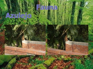 Trabajo de fauna y flora 