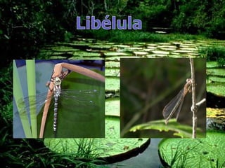 Trabajo de fauna y flora 