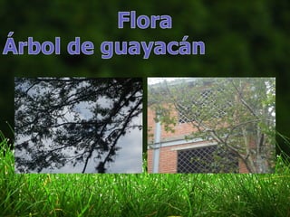 Trabajo de fauna y flora 