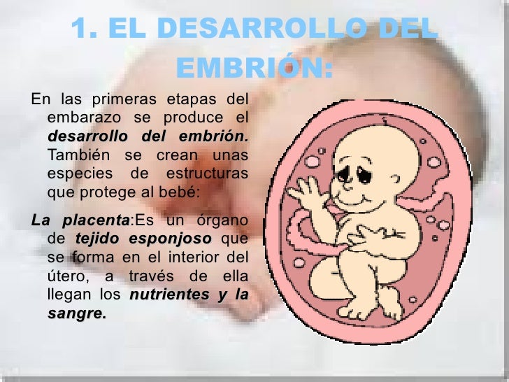 Trabajo Sobre La Reproducción Humana