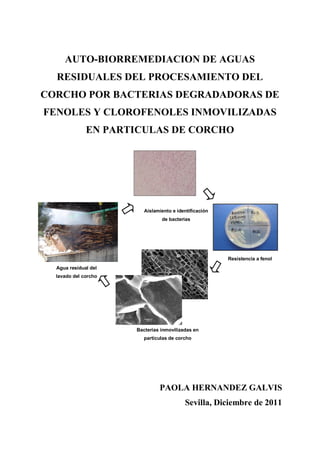 AUTO-BIORREMEDIACION DE AGUAS
RESIDUALES DEL PROCESAMIENTO DEL
CORCHO POR BACTERIAS DEGRADADORAS DE
FENOLES Y CLOROFENOLES INMOVILIZADAS
EN PARTICULAS DE CORCHO
PAOLA HERNANDEZ GALVIS
Sevilla, Diciembre de 2011
Bacterias inmovilizadas en
partículas de corcho
Agua residual del
lavado del corcho
Aislamiento e identificación
de bacterias
Resistencia a fenol
 