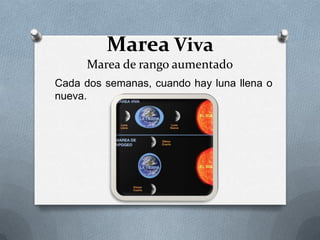 Marea Viva
      Marea de rango aumentado
Cada dos semanas, cuando hay luna llena o
nueva.
 