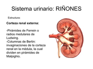 PPt genitourinario | PPTX