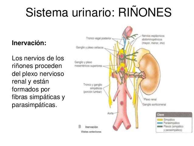 Mrt sheynogo del departamento de la columna vertebral odessa