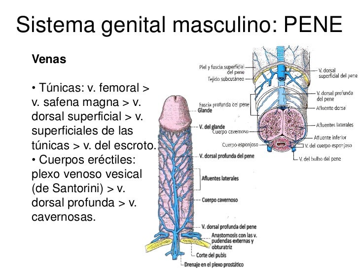 Por medio de que es posible realmente aumentar el miembro