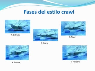 Fases del estilo crawl
4. Empuje
2. Agarre
1. Entrada
3. Tirón
5. Recobro
 