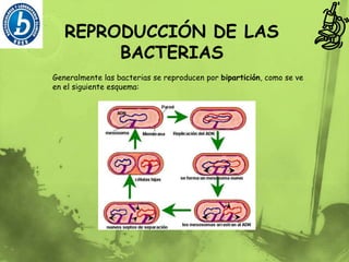 Diplococo: cocos en grupos de dos.