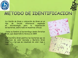 Estreptococo: cocos en cadenas.