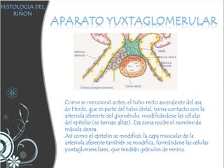Trabajo de histologia s.u | PPTX
