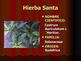 Hierba Santa NOMBRE CIENTIFICO: Cestrum Auriculatum L´Heritier. FAMILIA:   Solanaceae ORIGEN:   Sudáfrica 