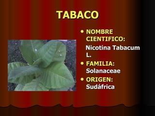 TABACO NOMBRE CIENTIFICO: Nicotina Tabacum L. FAMILIA:  Solanaceae ORIGEN:   Sudáfrica 