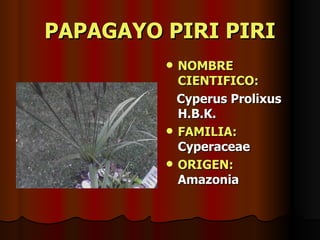 PAPAGAYO PIRI PIRI NOMBRE CIENTIFICO: Cyperus Prolixus H.B.K. FAMILIA:  Cyperaceae ORIGEN:   Amazonia 