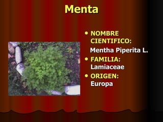 Menta NOMBRE CIENTIFICO: Mentha Piperita L. FAMILIA:  Lamiaceae ORIGEN:   Europa 